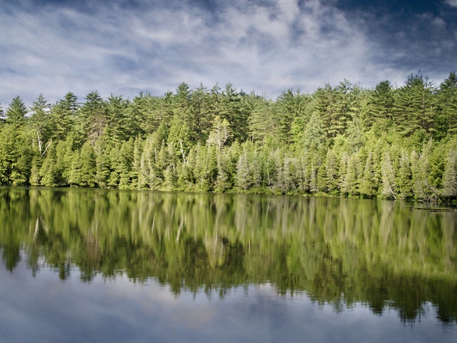 En göl i skogen